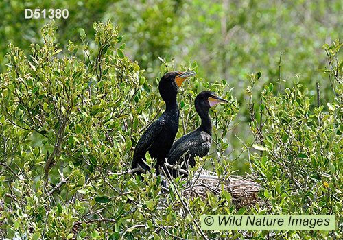Double-crested Cormorant (Phalacrocorax auritus)